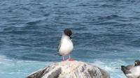 Galapagos - Espanola - Gabelschwanzmöwe