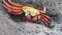 Galapagos - Espanola -Gadner-Bucht - Krabbe