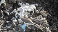 Galapagos - Floreana - Teufelskrone - Blaufuß-Tölpel
