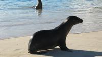 Galapagos - Santa Fee - Seelöwen am Strand