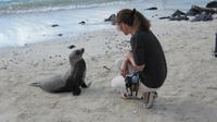 Galapagos - Santa Fee - Auf Tuchfühlung mit den Seelöwen