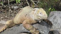 Galapagos - Santa Fee - Gelber Landleguan