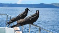 Galapagos - Santa Fee - Fregattvögel auf dem Schiff