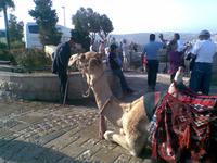 auf dem Ölberg in Jerusalem