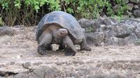 Galapagos - Carles-Darwin-Forschungsstation- Riesenschildkröte
