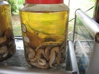 Das ist gesund? Seepferdchenschnaps