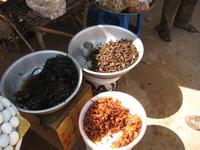 Alles lecker - Spinnen, Heuschrecken...