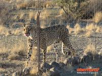 Gepard am Eingang zum Köcherbaumwald