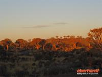 Sonnenuntergang im Köcherbaumwald