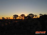 Sonnenuntergang im Köcherbaumwald