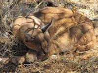 Rotkatze in der Hammerstein-Lodge