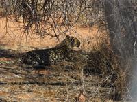 Leopardin in der Hammerstein-Lodge