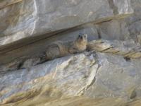 Klippsleeper am Kuiseb-Pass
