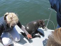 Eine junge Robbe besucht uns nochmals