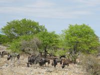 Etoscha-Park - Streifengnus
