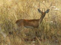 Etoscha-Park - Steinbock