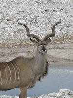Etoscha-Park - Kudu