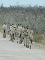 Etoscha-Park - Zebras