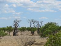 Etoscha-Park - Märchenwald
