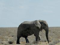 Etoscha-Park - Elefant