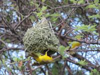 Otjibamba-Lodge - Maskenweberneste