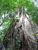 Taman_Negara_Dschungelwanderung_IMG_0134