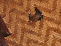 Taman_Negara_Mutiara_Resort_Tiere_IMG_0201