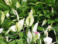 Cameron_Highland_Rosenfarm_IMG_0240