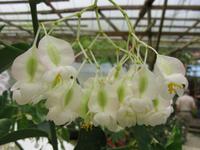 Cameron_Highland_Rosenfarm_IMG_0244