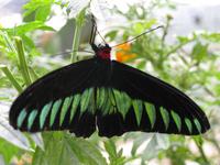 Cameron_Highland_Schmetterling_und_Reptilienfarm_IMG_0269