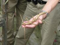 Cameron_Highland_Schmetterling_und_Reptilienfarm_IMG_0277