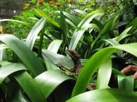 Cameron_Highland_Schmetterling_und_Reptilienfarm_IMG_0280