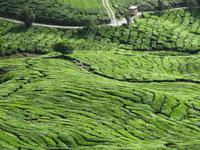 Cameron_Highland_Teeplantage_IMG_0286