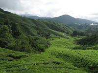 Cameron_Highland_Teeplantage_IMG_0297