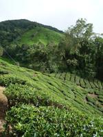 Cameron_Highland_Teeplantage_P1050233