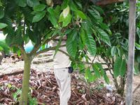 Batang_Ai_Pfefferplantage_IMG_0359