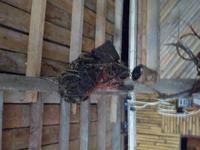 Batang_Ai_Iban_Langhaus_P1050309