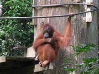 Sandakan_Orang_Utan_Rehabilitationszentrum_IMG_0727