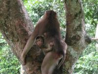 Sandakan_Orang_Utan_Rehabilitationszentrum_IMG_0785