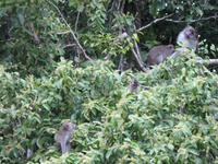 Sandakan_Tierentdeckung_IMG_0846