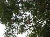 Sandakan_Tierentdeckung_P1050491