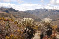 Riesenmönchsgewächse