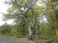 Betteleiche im Hainich NP