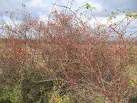 Der Herbst ist da