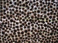 Fensterfüllungen im Christuspavillion - Disteln