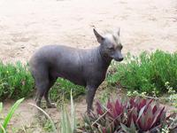 Peruanischer Nackthund