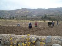 Campesinos (Bauern) bei der Feldarbeit