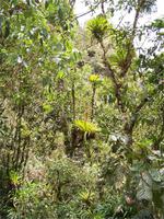 Im tropischen Regenwald