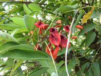 Tag 5 - Blütenpracht in den Vatikanischen Gärten