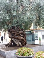 Olivenbaum in Palma